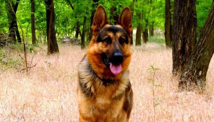 黑背犬和德牧的区别？这几点是较为突出的