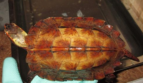 日本地龟和日本石龟的区别在哪？