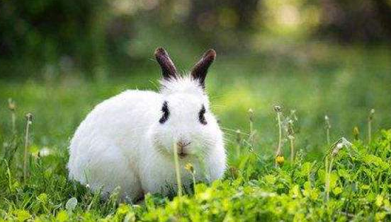 哈白兔的寿命是多少？本篇将告诉你