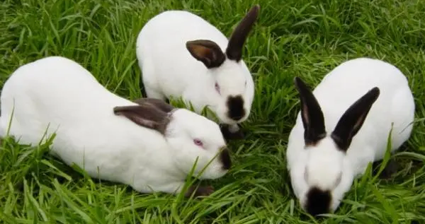 今日科普：獭兔品种有哪些？