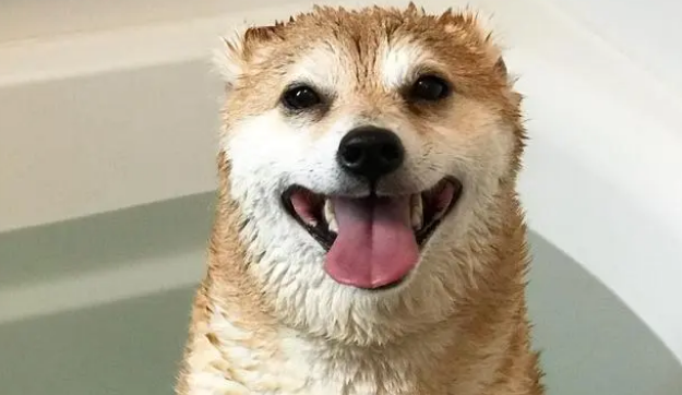 养小狗建议在家给它洗澡，简单干净，不易因宠物店感染皮肤病