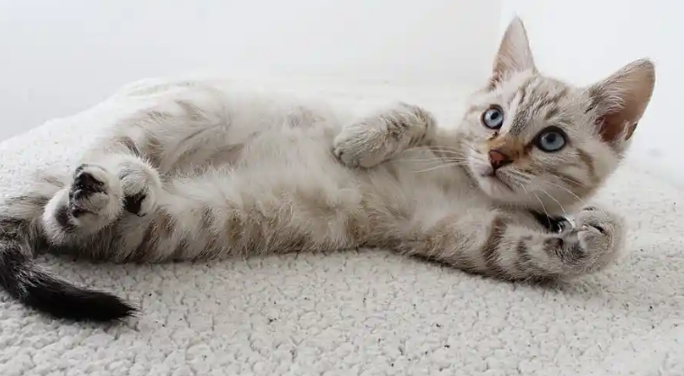 傲娇的猫咪做错事会道歉吗？答案令人意外！