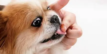 狗能吃阿莫西林消炎吗？来看看吧