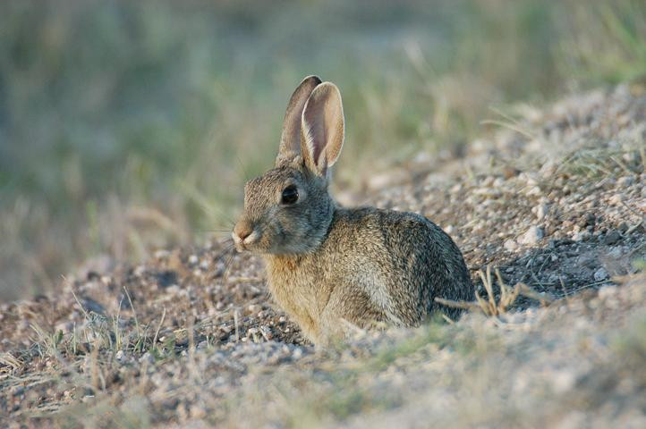 一起来认识一下我们的“兔子警官”，沙漠棉尾兔吧！