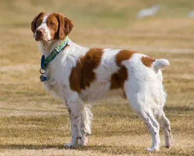 训练威尔士跳猎犬走路的方法，一点也不复杂