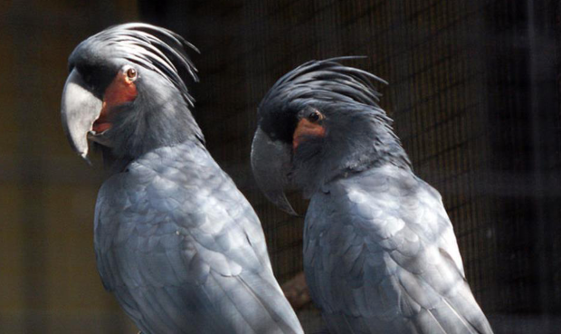 化身“灵魂歌手”的棕榈凤头鹦鹉，该如何挑选呢？