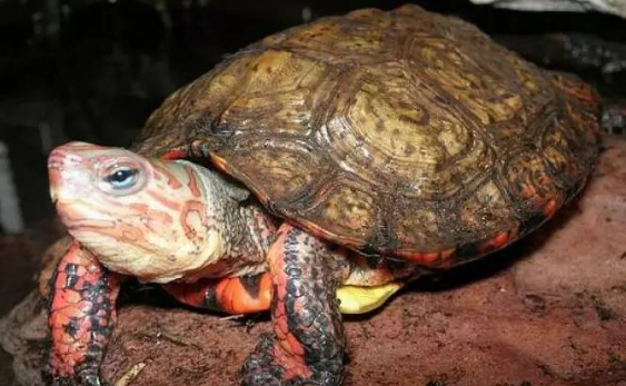 洪都拉斯木纹龟是保护动物吗？一文告诉你