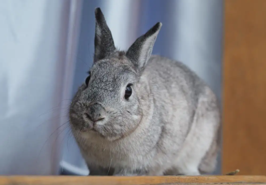美种金吉拉兔科普丨这么大的兔兔，你爱了吗？