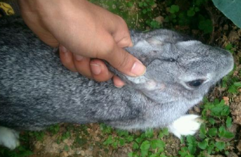 兔兔饲养攻略：兔子能吃豆角吗？