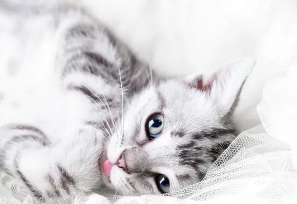 宠物猫中耳炎及内耳炎的表现和治疗办法