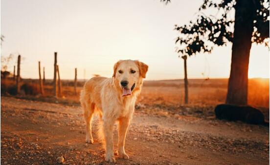 家喻户晓的金毛犬，究竟是哪国的犬种？