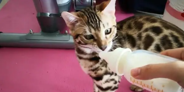 幼猫羊奶粉一天喝多少合适？怎么给幼猫冲泡羊奶粉？