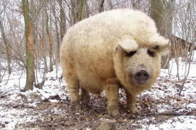 外表酷似绵羊的曼加利察猪，你们见过吗？