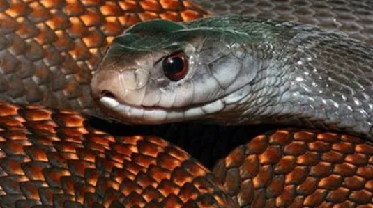 行动快速的哺乳动物杀手，澳洲金刚蛇你了解多少？