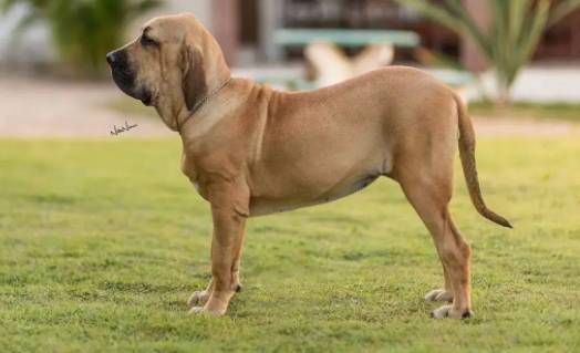 “四大烈性犬”之一的巴西非勒犬，到底有多凶猛？