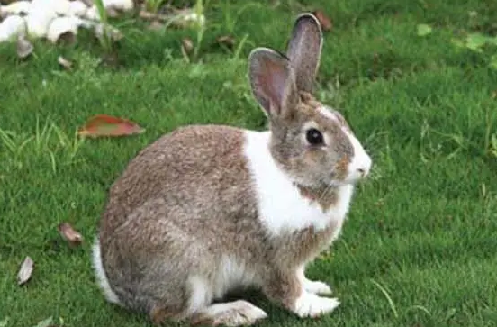 夏温拿兔是宠物兔吗？带你了解一下