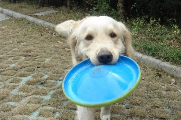 和狗玩飞盘要注意什么 训练狗狗玩飞盘的技巧