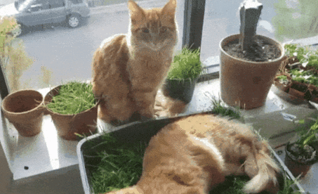 猫咪吃猫草的5个你不知道的好处？