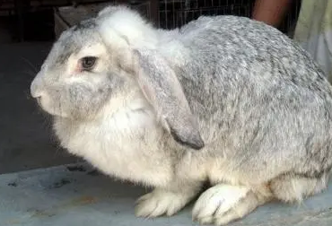 公羊兔最大有几斤,养的人来看看吧