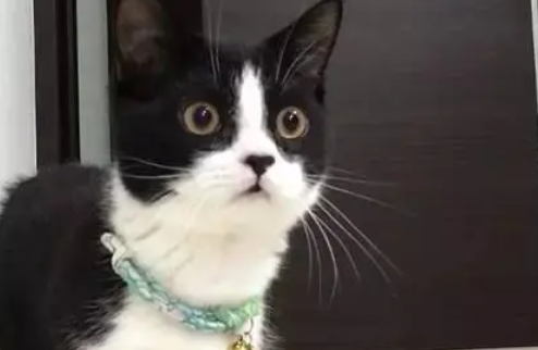为什么奶牛猫买的人少