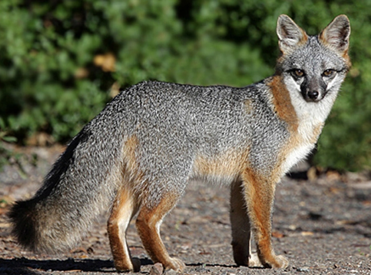 关于灰狐的百科小知识，赶紧来看一看吧！
