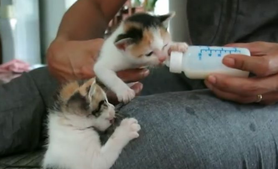 奶猫人工喂养奶量是多少？按不同天数来定