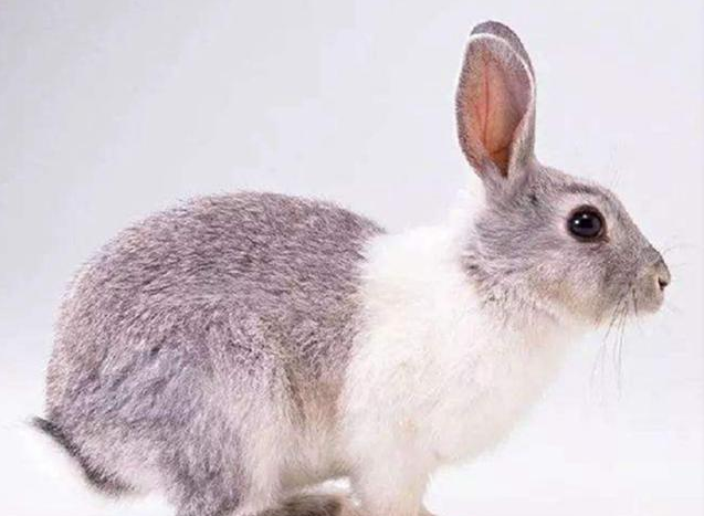 为什么力克斯兔被称为优质的“皮用兔”品种？我来告诉你答案！