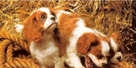 骑士查理王小猎犬有耳螨，要这么治疗！