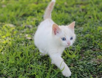 刚出生小猫公母怎么区分，方法很简单