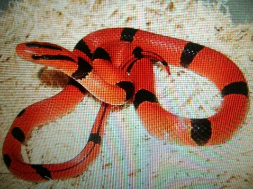 外表鲜艳美丽的蛇就有毒吗？紫灰锦蛇就是例外！