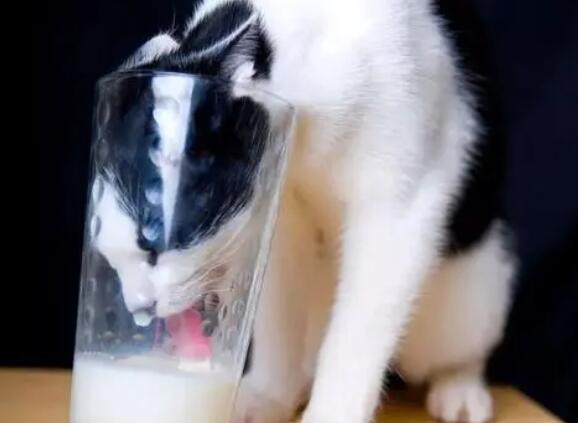 可以给猫咪喝牛奶吗？补充营养要注意方法哦！