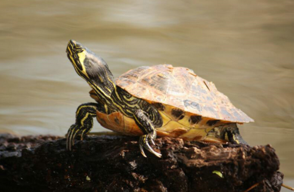 黄腹滑龟如何饲养，想学习的看过来！