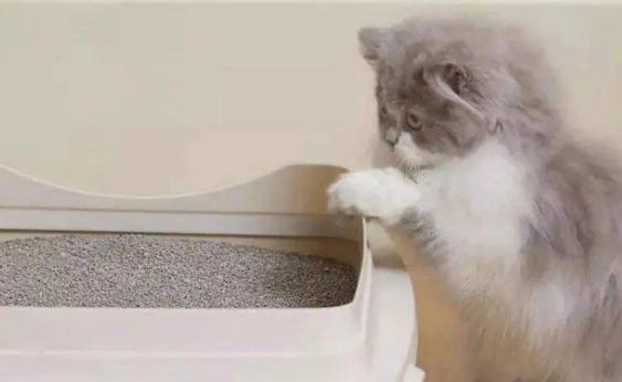 猫砂放多少合适？猫砂多久换一次？