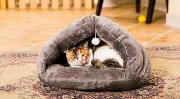 关于猫窝选购的一些建议。猫咪爱睡的猫窝，才是好猫窝