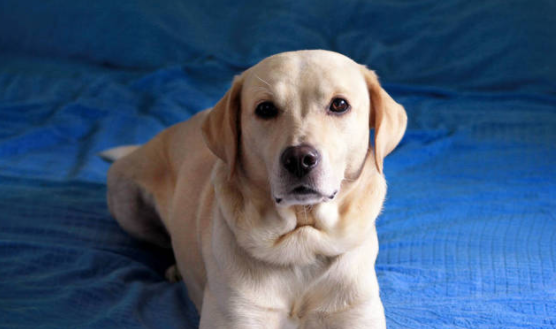 拉布拉多犬多少钱一只？这里可以了解～