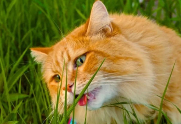 两种常见的给猫咪种植猫草的方式？