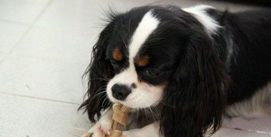 骑士查理王小猎犬肠胃炎症状及相关治疗方法分享~