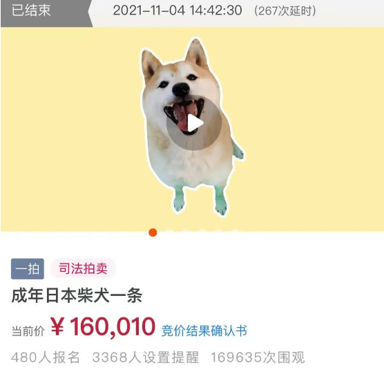 消失的主人，拍卖的16万，一只网红柴犬被遗弃的半生