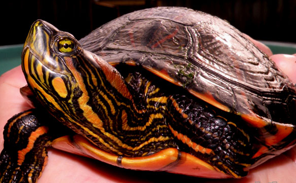 南美彩龟的寿命多长？不清楚的来这瞧瞧