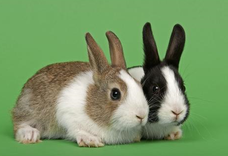 荷兰兔群养最多多少只一起？