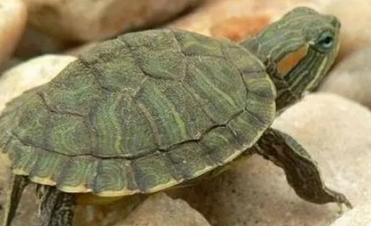 巴西龟长得快吗？来看一看吧