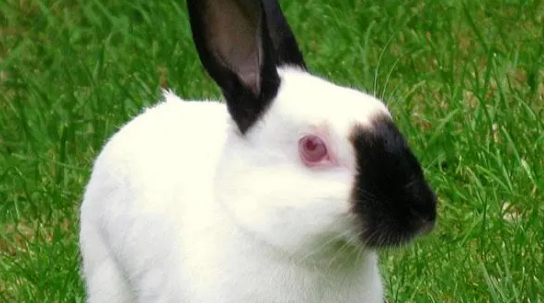 暹罗兔和喜马拉雅兔的区别是什么？来看看