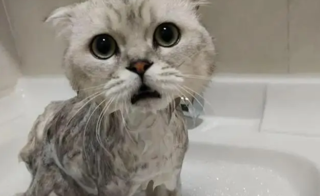 宠物猫可以洗澡吗？