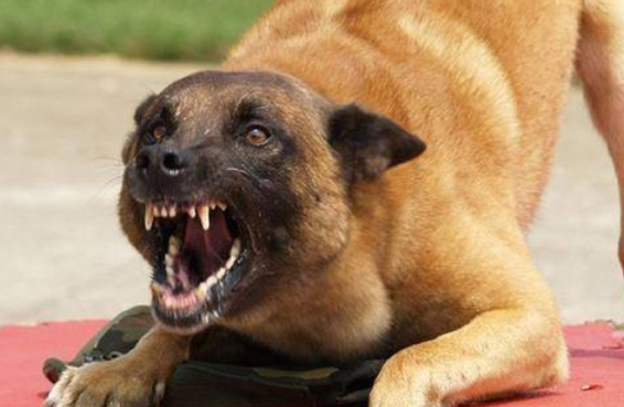 狂犬病的狗有什么症状，你们都知道吗？