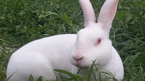 日本大耳白兔生病怎么治？方法有哪些？