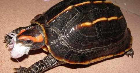 饲养常识之三龙骨龟寿命有多长？