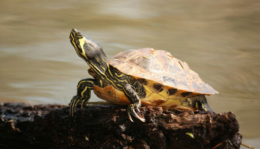 好奇黄腹滑龟能活多久？这里有答案