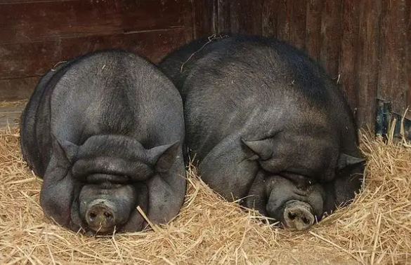 越南大肚猪和陆川母猪有什么区别呢？