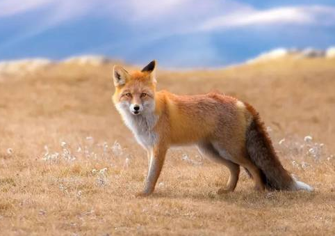 狐狸是国家保护动物吗？并不是