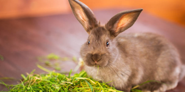 养好兔子：兔子微量元素怎么补 宠物兔要补微量元素吗
